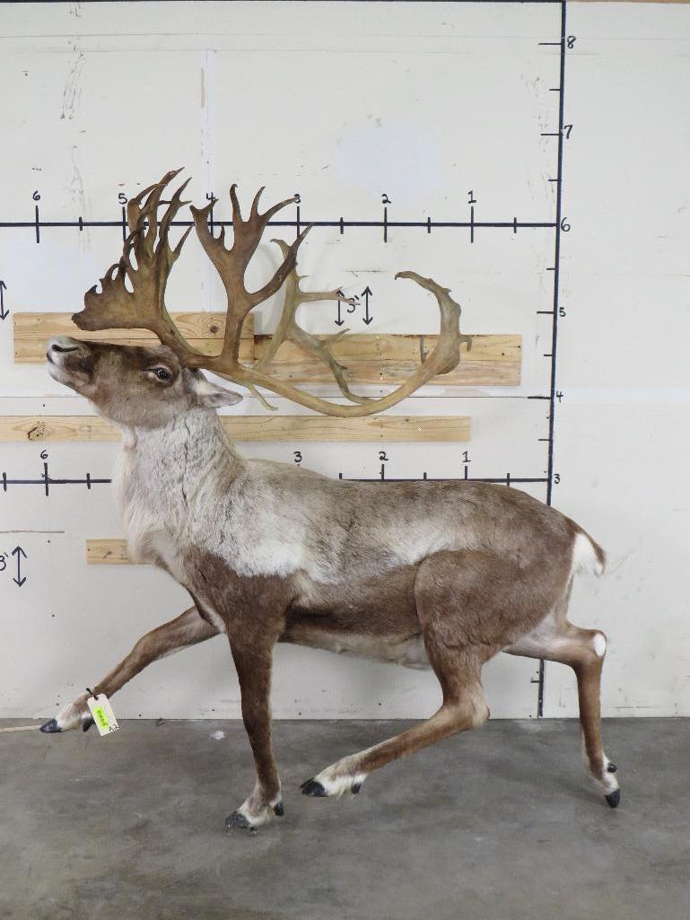 Lifesize Caribou w/Removable Repro Horns *No Base TAXIDERMY