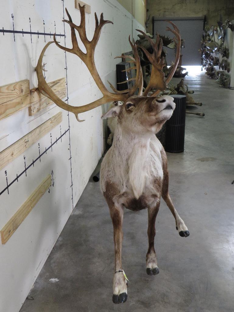 Lifesize Caribou w/Removable Repro Horns *No Base TAXIDERMY