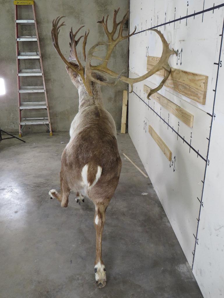 Lifesize Caribou w/Removable Repro Horns *No Base TAXIDERMY