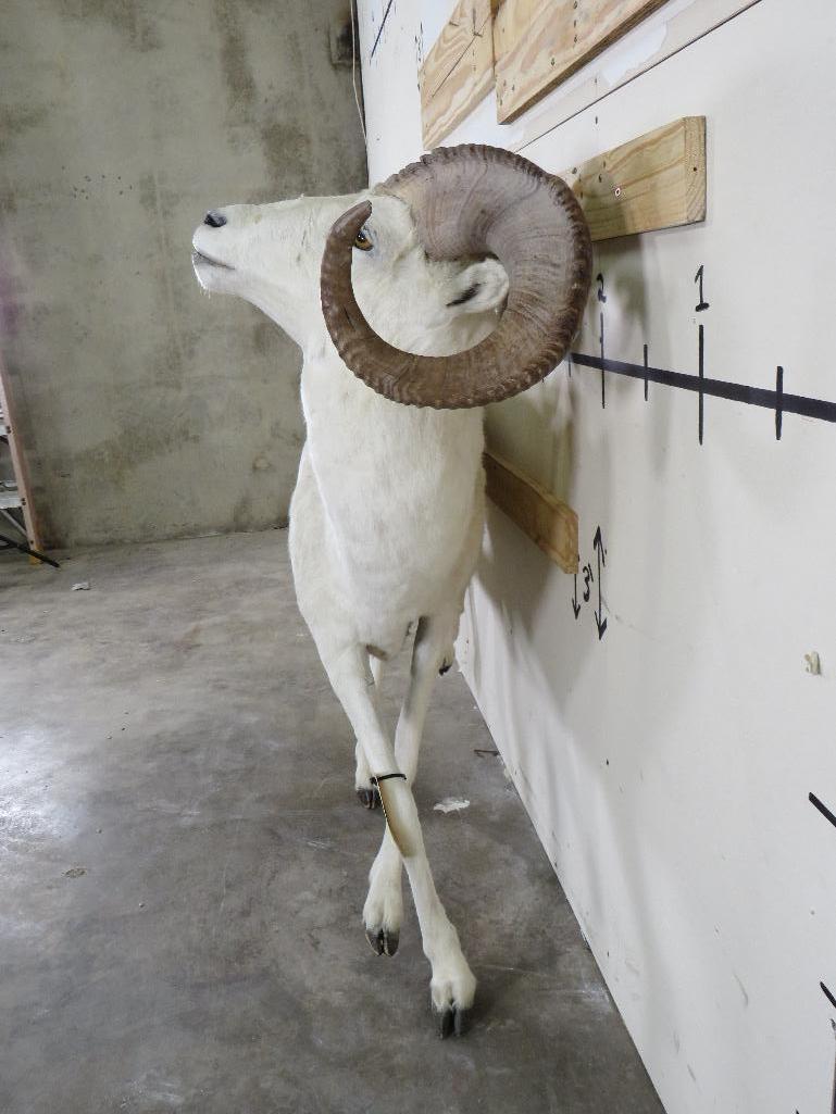 Lifesize Dall Sheep *No Base TAXIDERMY