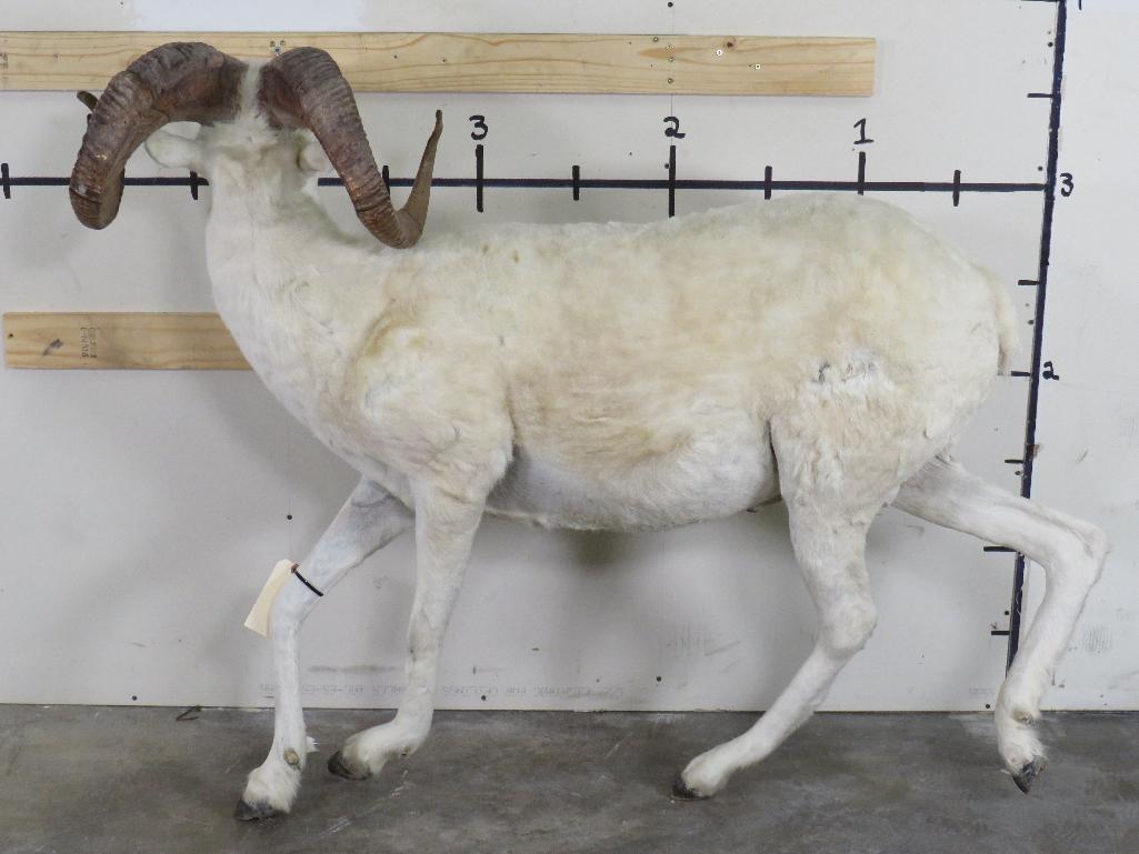 Lifesize Dall Sheep *No Base TAXIDERMY