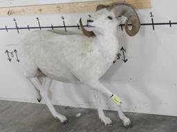 Lifesize Dall Sheep *No Base TAXIDERMY