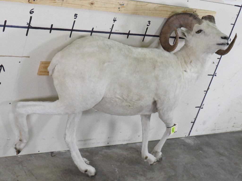 Lifesize Dall Sheep *No Base TAXIDERMY