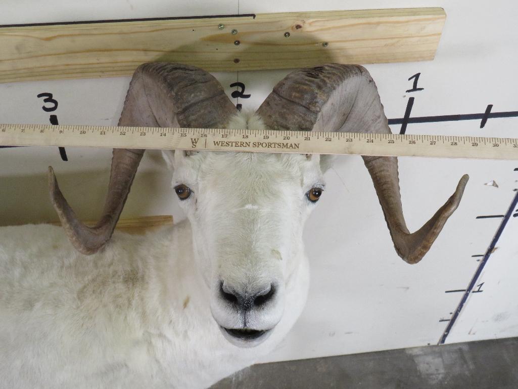 Lifesize Dall Sheep *No Base TAXIDERMY