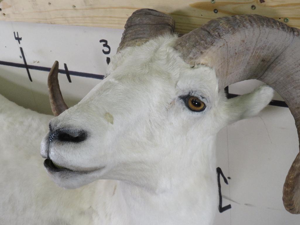 Lifesize Dall Sheep *No Base TAXIDERMY