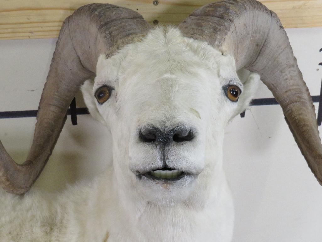 Lifesize Dall Sheep *No Base TAXIDERMY