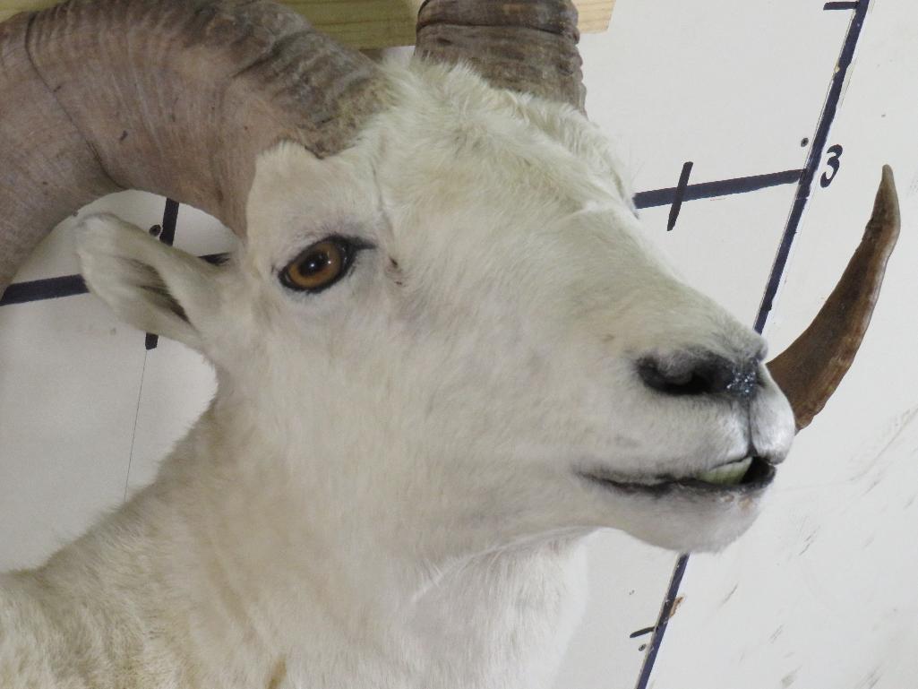 Lifesize Dall Sheep *No Base TAXIDERMY