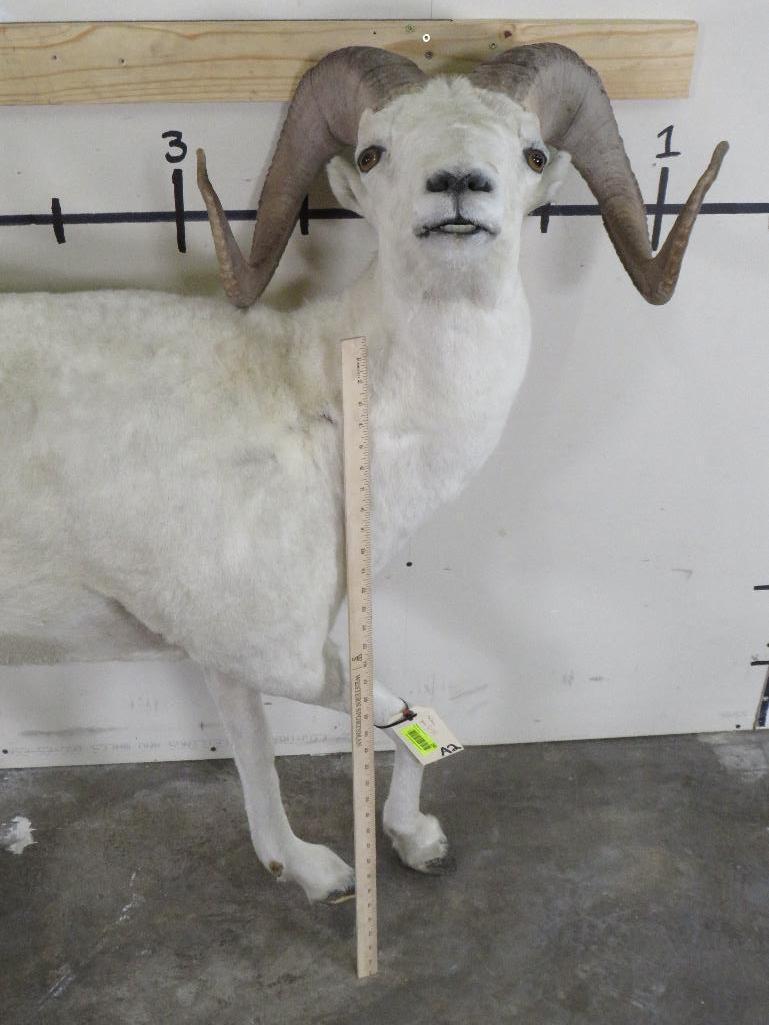 Lifesize Dall Sheep *No Base TAXIDERMY