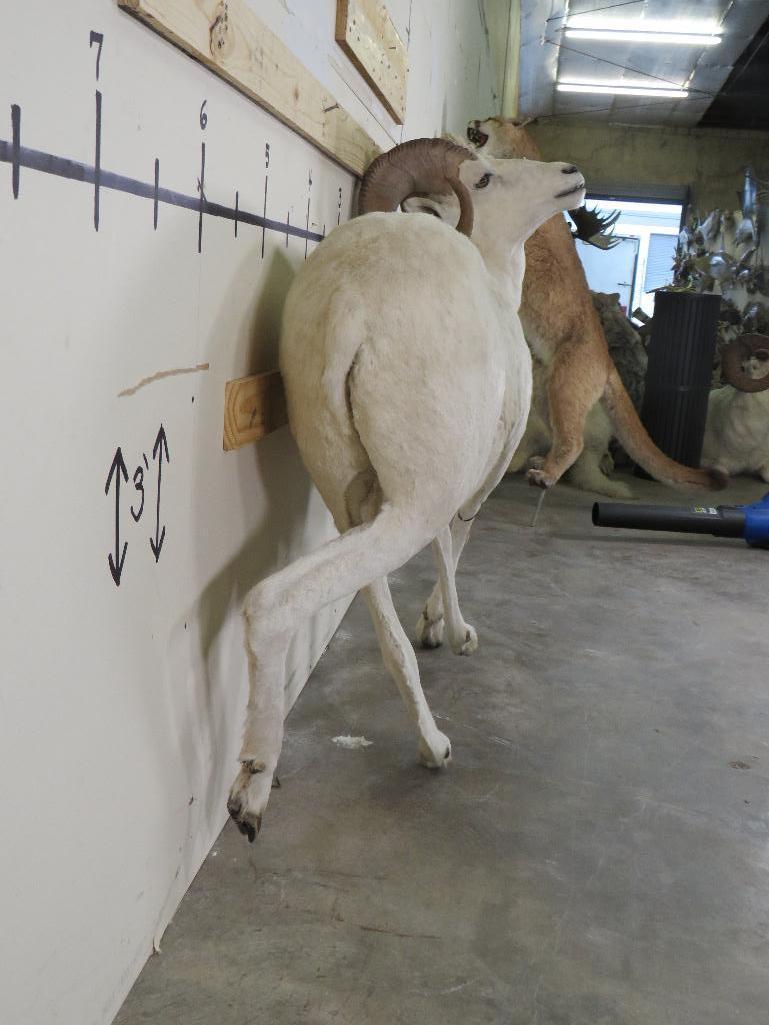 Lifesize Dall Sheep *No Base TAXIDERMY