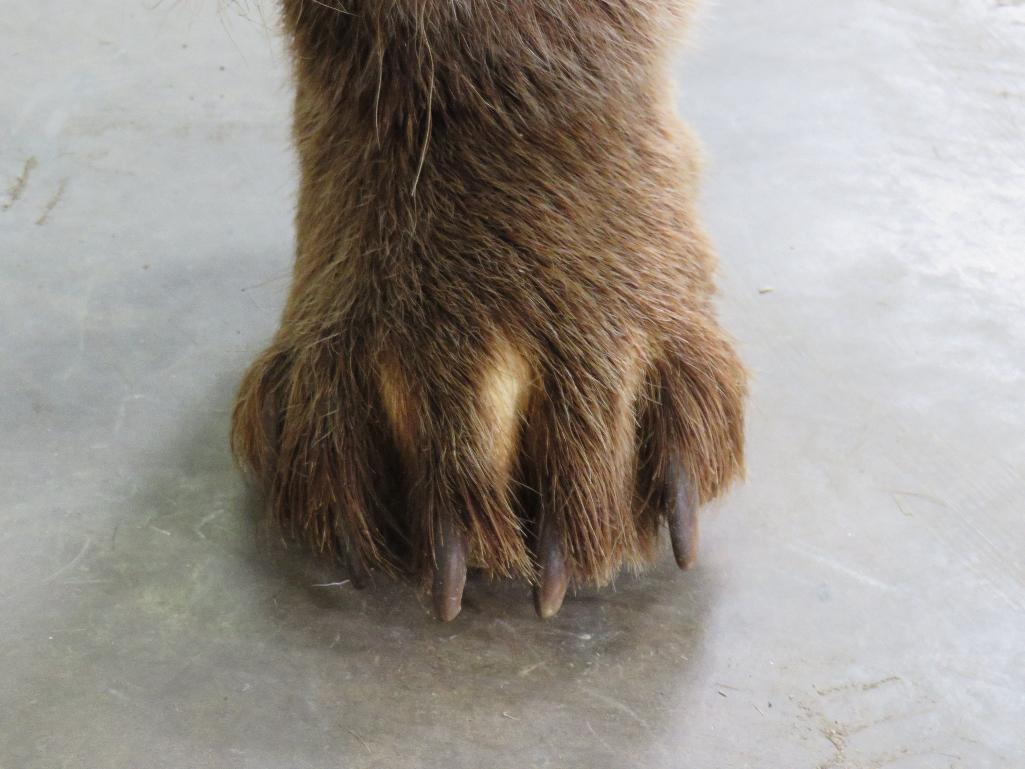 Newer Lifesize Brown Bear *No base TAXIDERMY