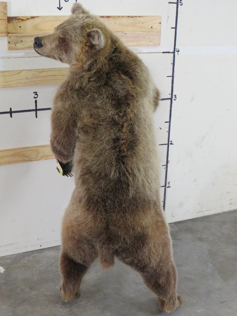 Newer Lifesize Brown Bear *No base TAXIDERMY