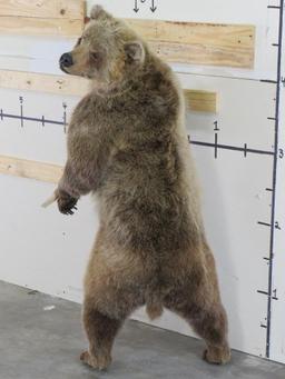 Newer Lifesize Brown Bear *No base TAXIDERMY