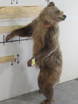 Newer Lifesize Brown Bear *No base TAXIDERMY
