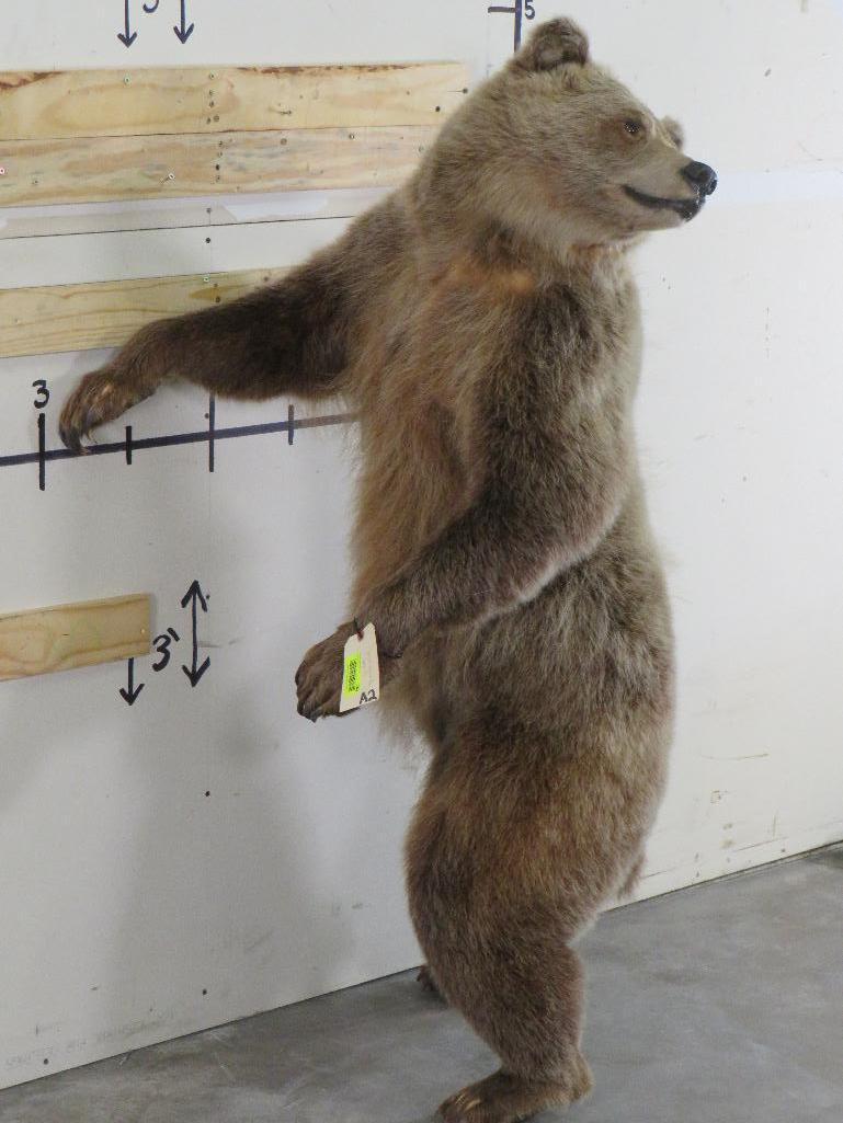 Newer Lifesize Brown Bear *No base TAXIDERMY