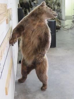 Newer Lifesize Brown Bear *No base TAXIDERMY