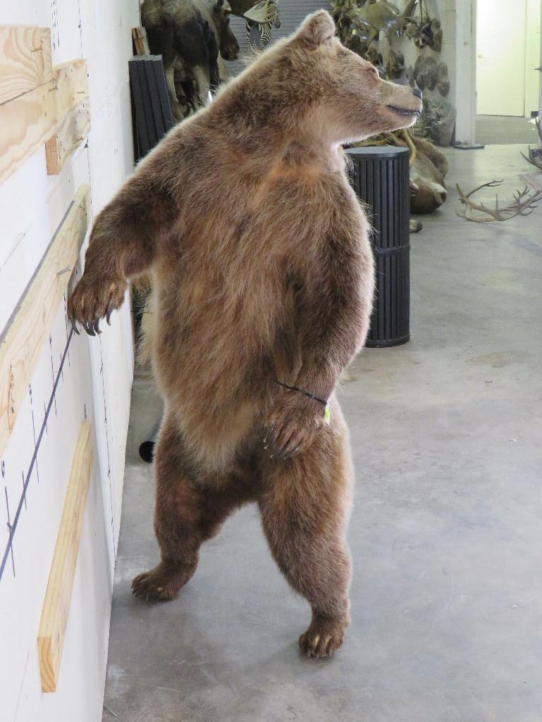 Newer Lifesize Brown Bear *No base TAXIDERMY