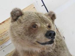 Newer Lifesize Brown Bear *No base TAXIDERMY