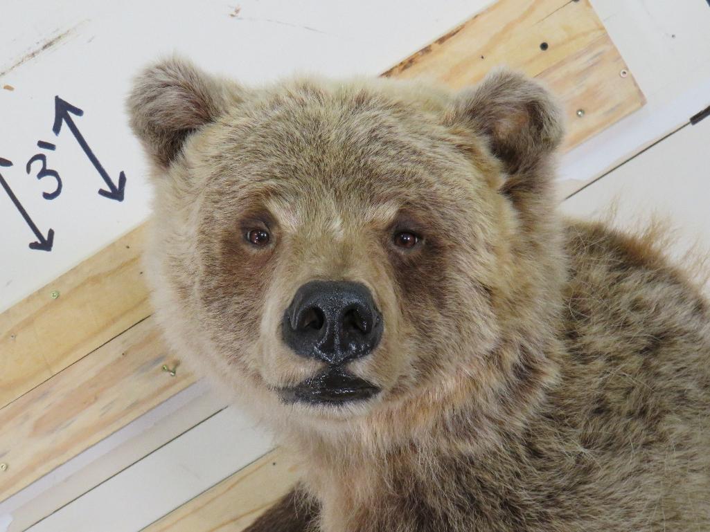 Newer Lifesize Brown Bear *No base TAXIDERMY