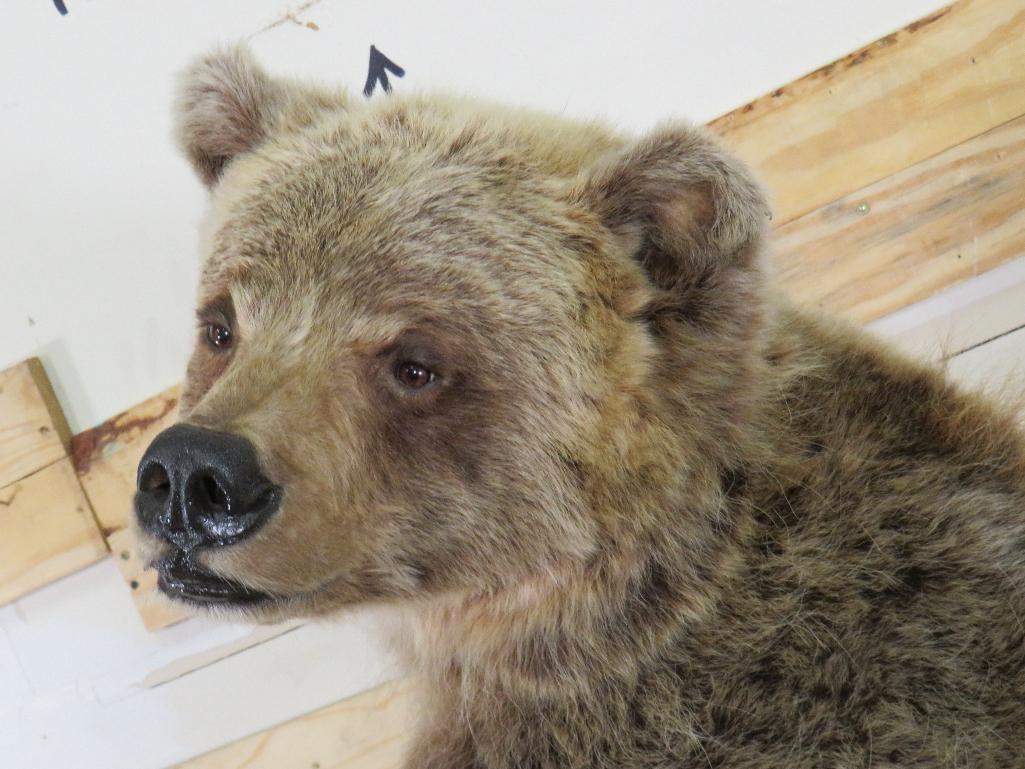 Newer Lifesize Brown Bear *No base TAXIDERMY