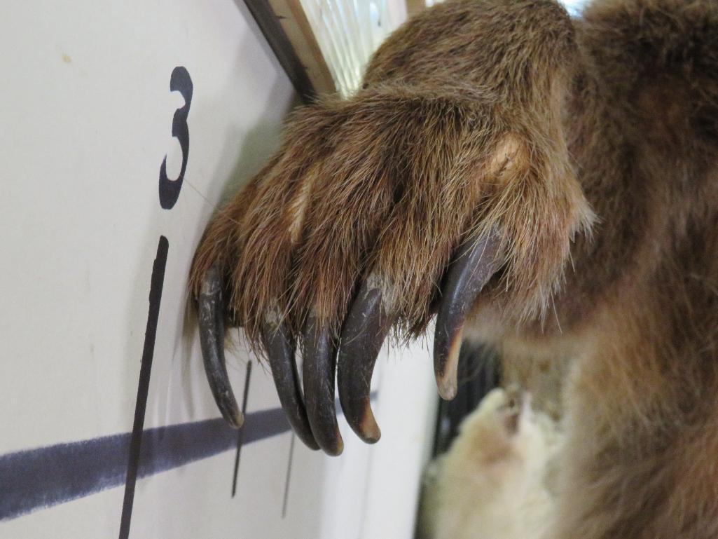 Newer Lifesize Brown Bear *No base TAXIDERMY