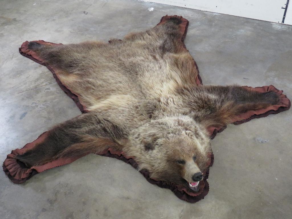 Nice Felted Grizzly Bear Rug w/Mounted Head -No claws TAXIDERMY