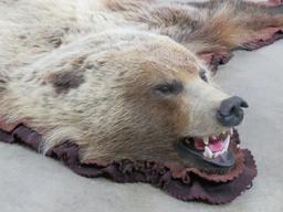 Nice Felted Grizzly Bear Rug w/Mounted Head -No claws TAXIDERMY