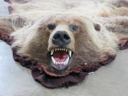 Nice Felted Grizzly Bear Rug w/Mounted Head -No claws TAXIDERMY