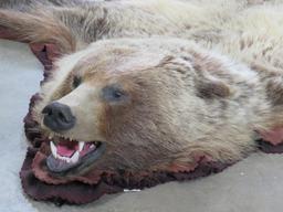 Nice Felted Grizzly Bear Rug w/Mounted Head -No claws TAXIDERMY