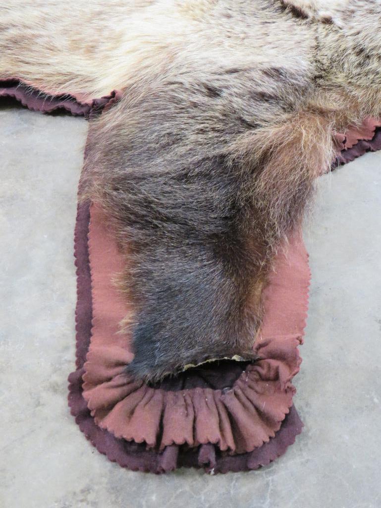 Nice Felted Grizzly Bear Rug w/Mounted Head -No claws TAXIDERMY
