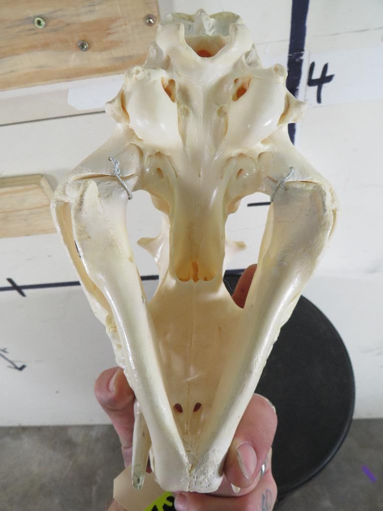 Very Nice XL Leopard Skull w/All Teeth & Wired Jaw *TX RES ONLY* TAXIDERMY