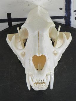 Very Nice XL Leopard Skull w/All Teeth & Wired Jaw *TX RES ONLY* TAXIDERMY