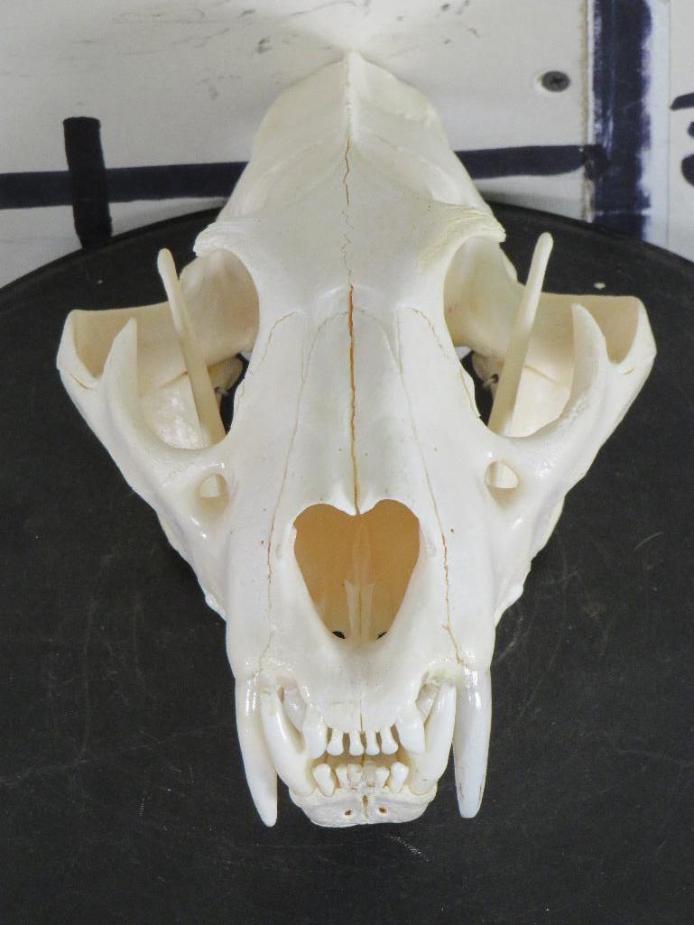 Very Nice XL Leopard Skull w/All Teeth & Wired Jaw *TX RES ONLY* TAXIDERMY