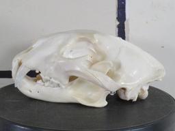 Very Nice XL Leopard Skull w/All Teeth & Wired Jaw *TX RES ONLY* TAXIDERMY