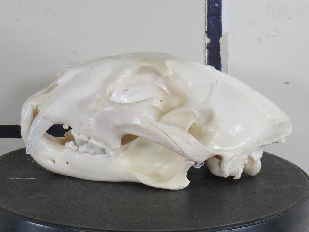 Very Nice XL Leopard Skull w/All Teeth & Wired Jaw *TX RES ONLY* TAXIDERMY
