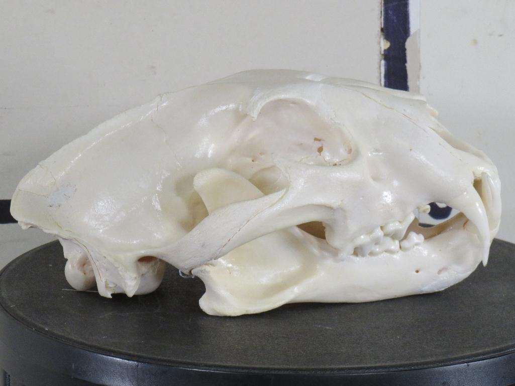 Very Nice XL Leopard Skull w/All Teeth & Wired Jaw *TX RES ONLY* TAXIDERMY
