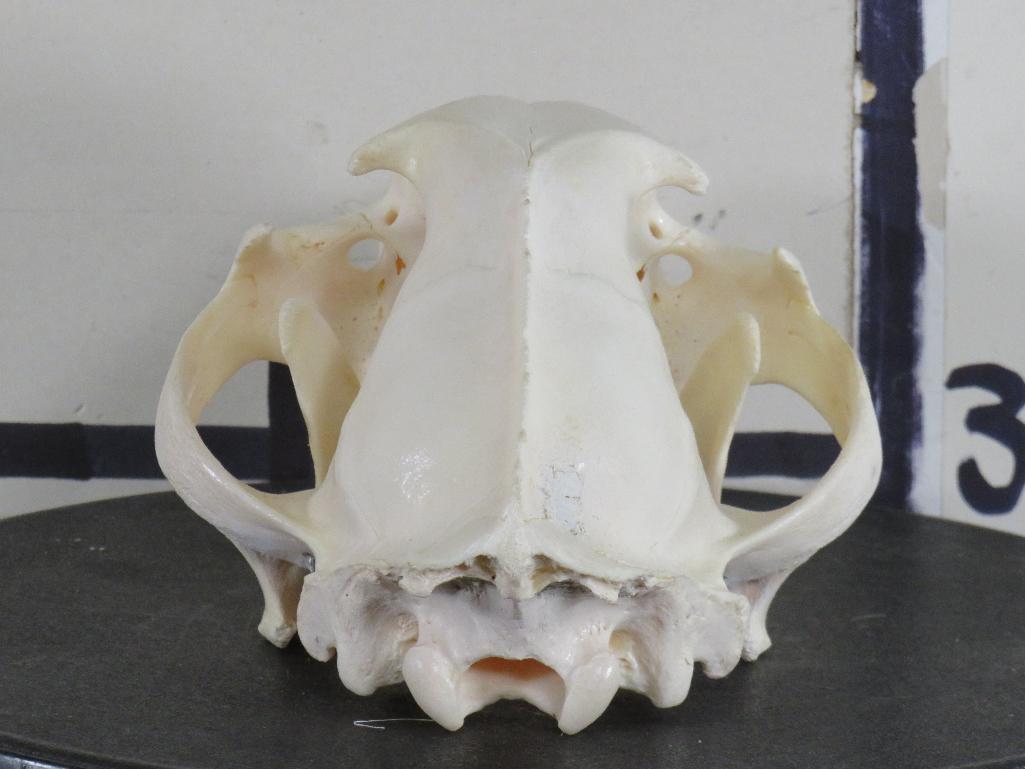 Very Nice XL Leopard Skull w/All Teeth & Wired Jaw *TX RES ONLY* TAXIDERMY