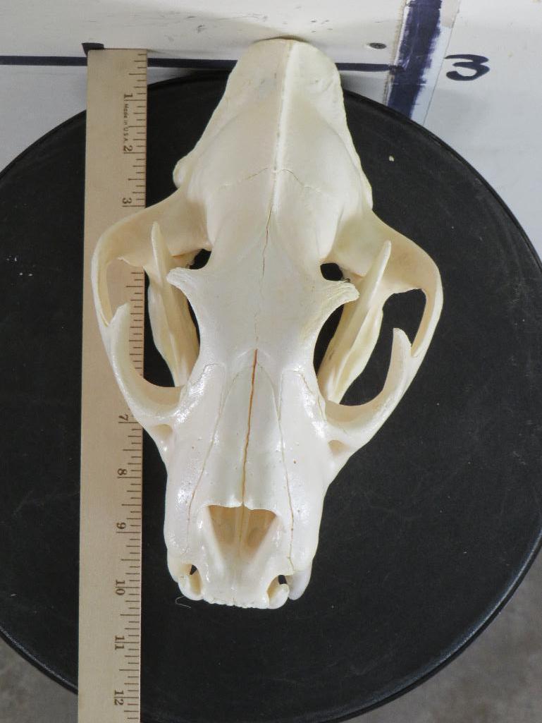 Very Nice XL Leopard Skull w/All Teeth & Wired Jaw *TX RES ONLY* TAXIDERMY