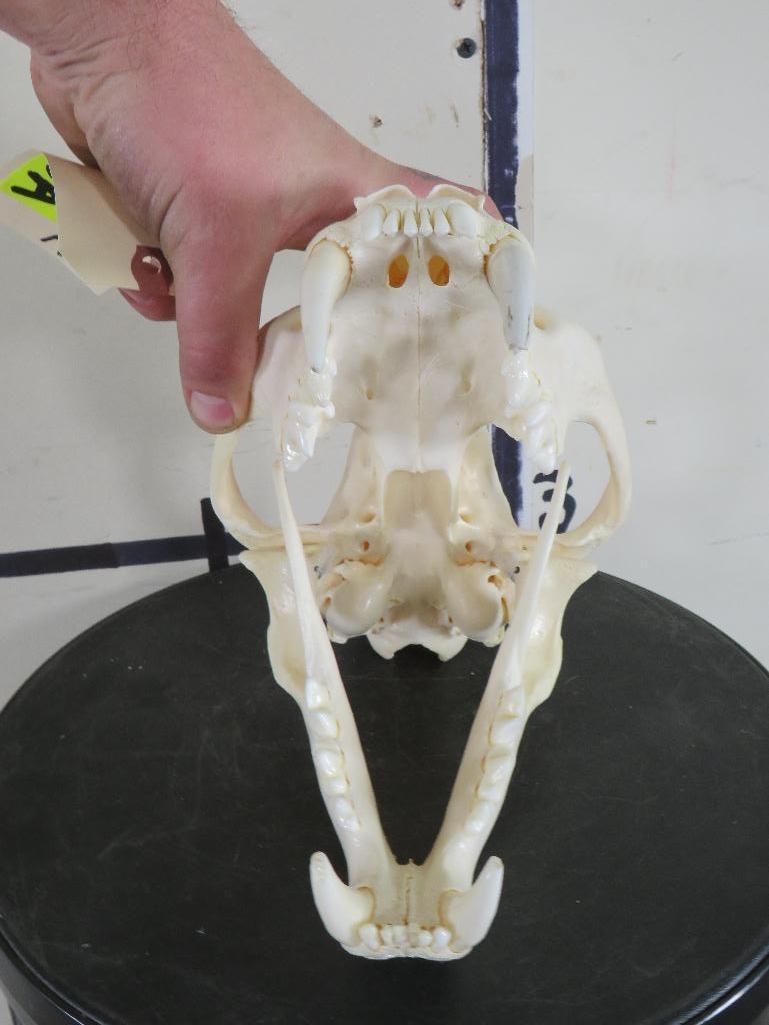 Very Nice XL Leopard Skull w/All Teeth & Wired Jaw *TX RES ONLY* TAXIDERMY