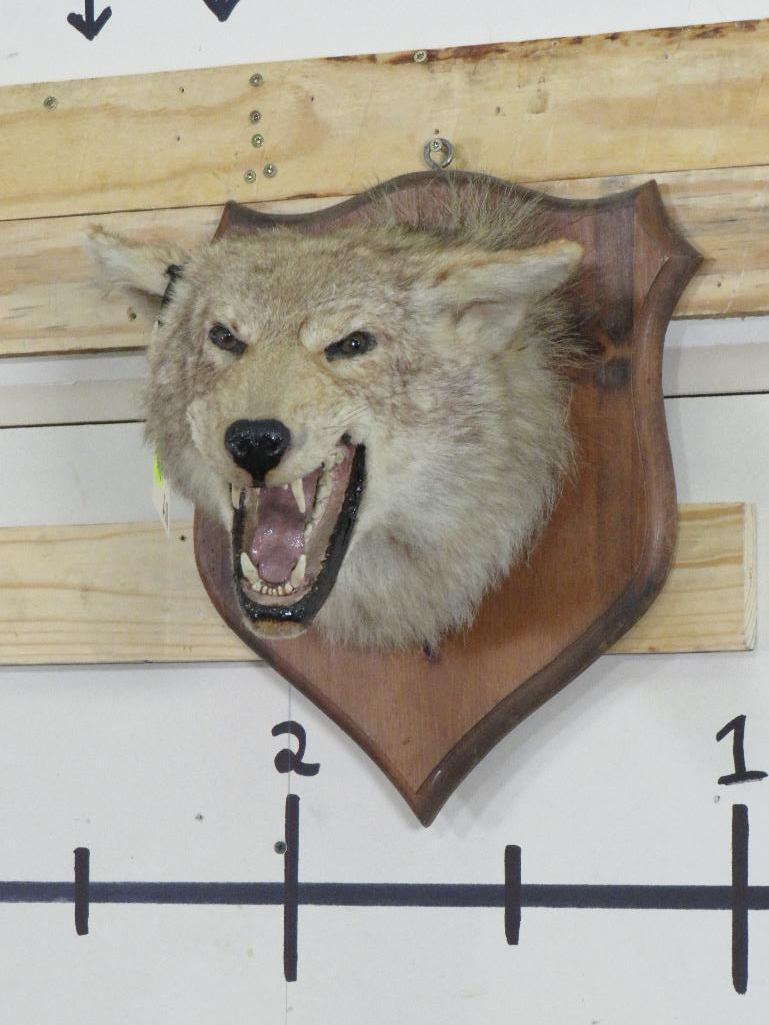 Vintage Coyote Sh Mt TAXIDERMY