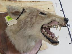 Vintage Coyote Sh Mt TAXIDERMY