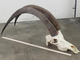 Sable Skull w/44" Removable Horns TAXIDERMY