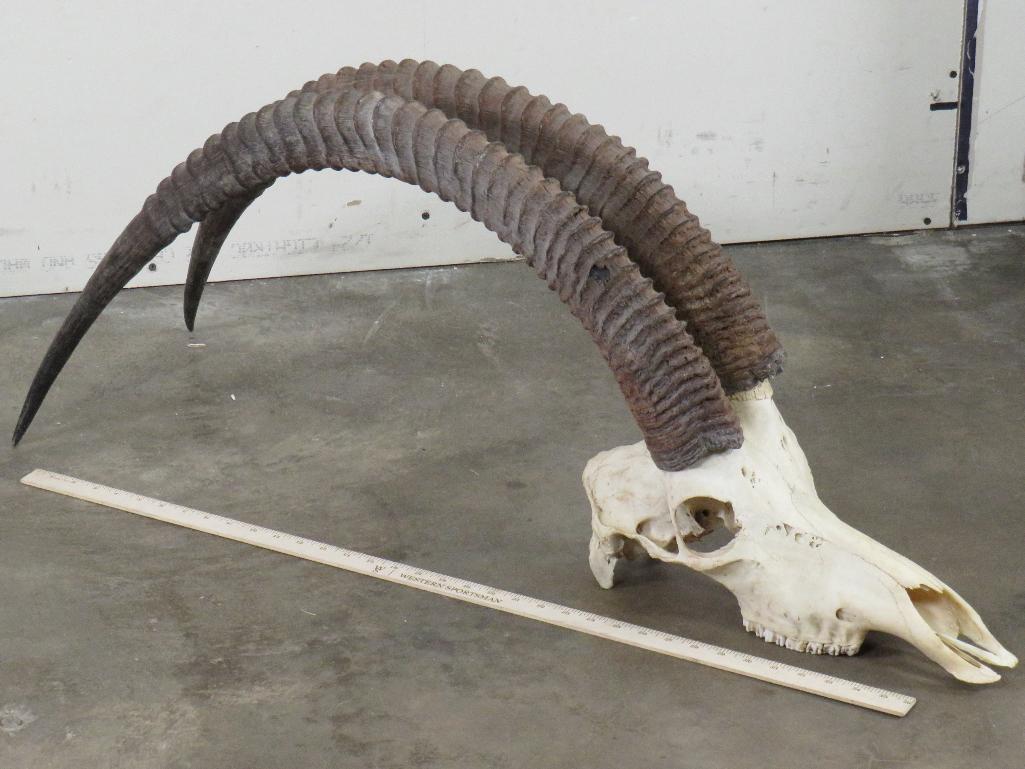 Sable Skull w/44" Removable Horns TAXIDERMY