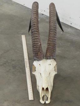 Sable Skull w/44" Removable Horns TAXIDERMY