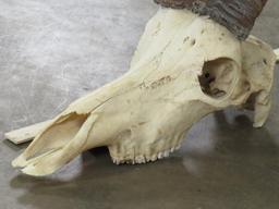 Sable Skull w/44" Removable Horns TAXIDERMY