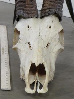Sable Skull w/44" Removable Horns TAXIDERMY