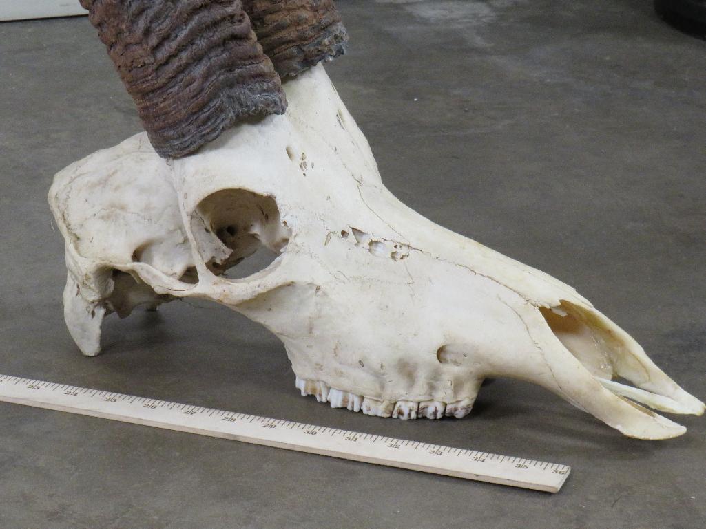 Sable Skull w/44" Removable Horns TAXIDERMY