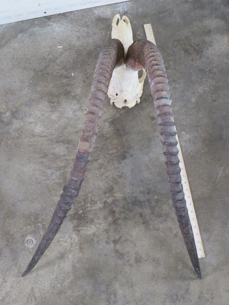 Sable Skull w/44" Removable Horns TAXIDERMY