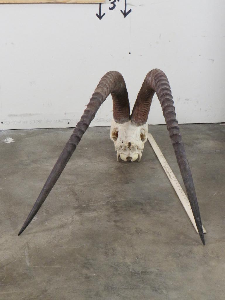 Sable Skull w/44" Removable Horns TAXIDERMY