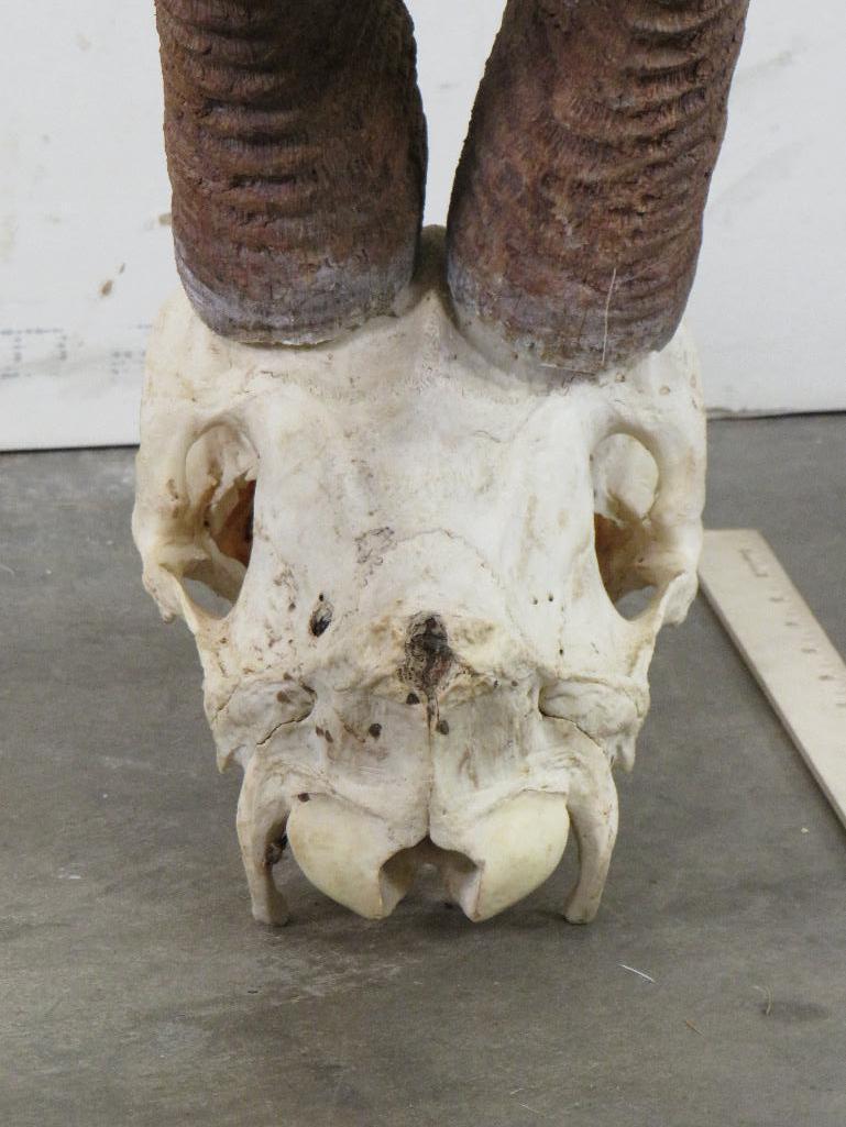 Sable Skull w/44" Removable Horns TAXIDERMY