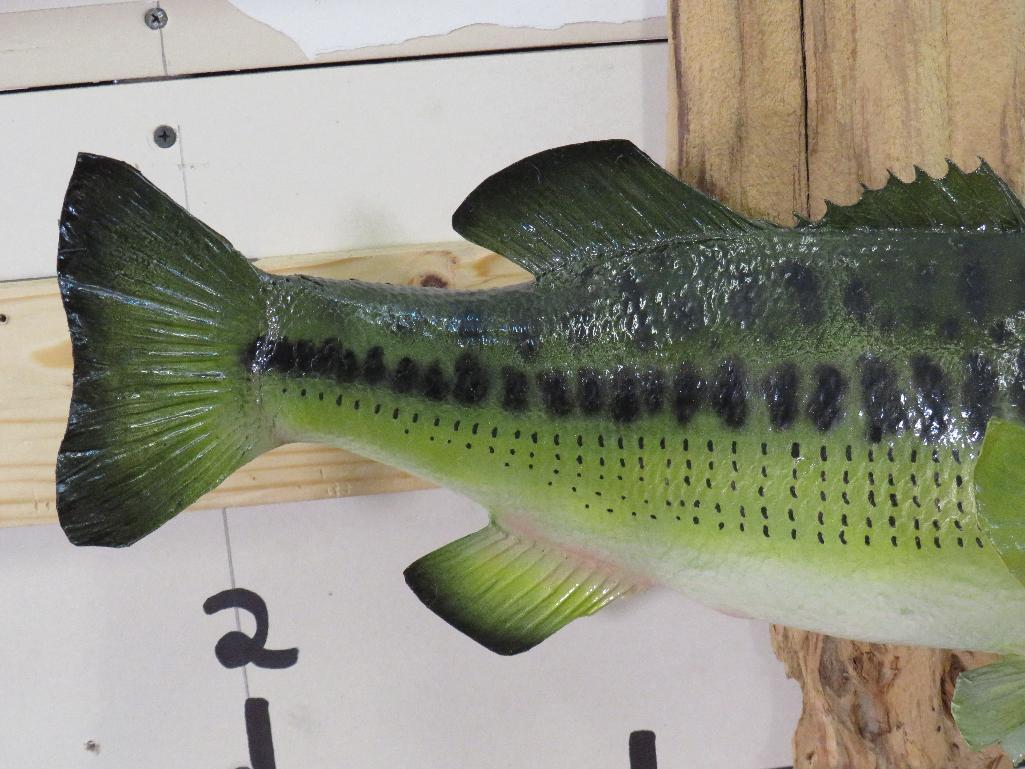 Nice Real Skin Bass on Natural Wood TAXIDERMY FISH MOUNT